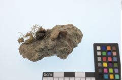 Foto von Gold Gediegen (NHMW-MIN-Aa1354)